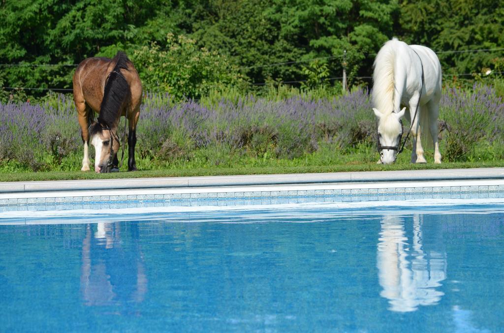 Agriturismo Domus Magna Povoletto Ngoại thất bức ảnh