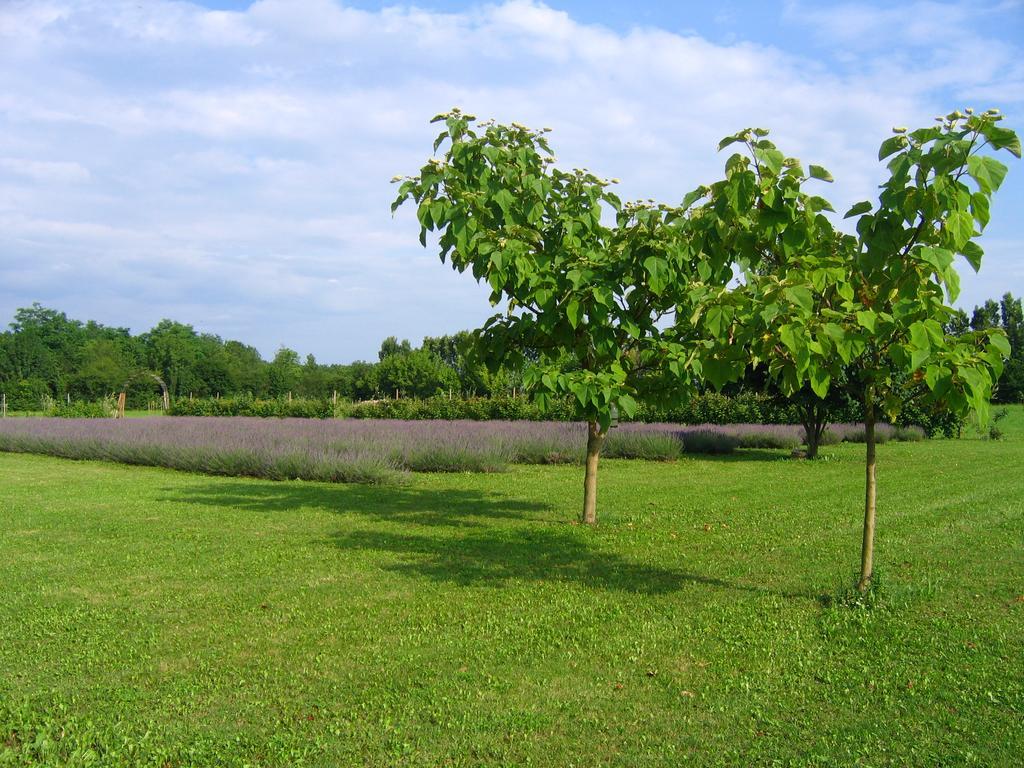 Agriturismo Domus Magna Povoletto Ngoại thất bức ảnh